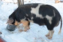 Specjalna rasa świni, na dworze nawet w zimie.